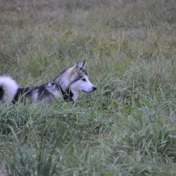 20161007-182404-103-N