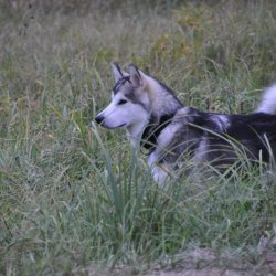 20161007-182416-106-N