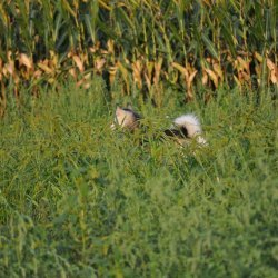 20170903-182058-012-N