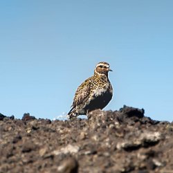 20180701-133938-0851-N-Modifier