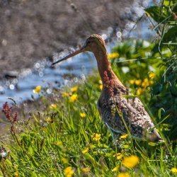 20180709-153046-0961-N