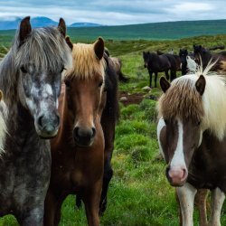 20180713-164320-0509-NX