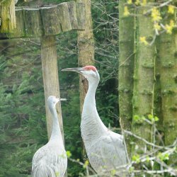 20150403-094219-095-N