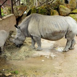 20150403-110210-204-N