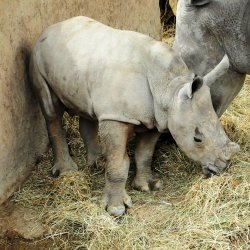 20150403-110220-205-N