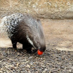 20150403-145804-586-N