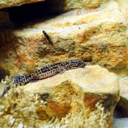 20150403-151204-650-N