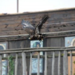 20150403-162528-822-N