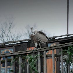 20150403-164809-966-N