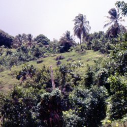 198709 - Guadeloupe - 003
