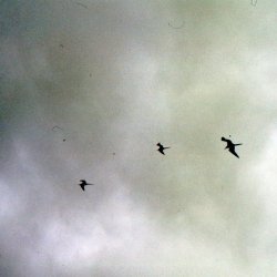 198709 - Guadeloupe - 030