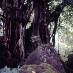 198709 - Guadeloupe - 043