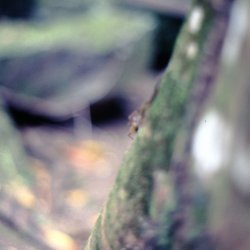 198709 - Guadeloupe - 044