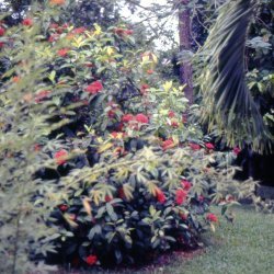 198709 - Guadeloupe - 045