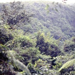 198709 - Guadeloupe - 047