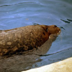 199807-GrandCanyon-0032